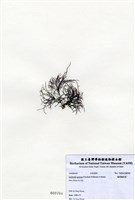 藏品(匍枝凝花菜)的圖片